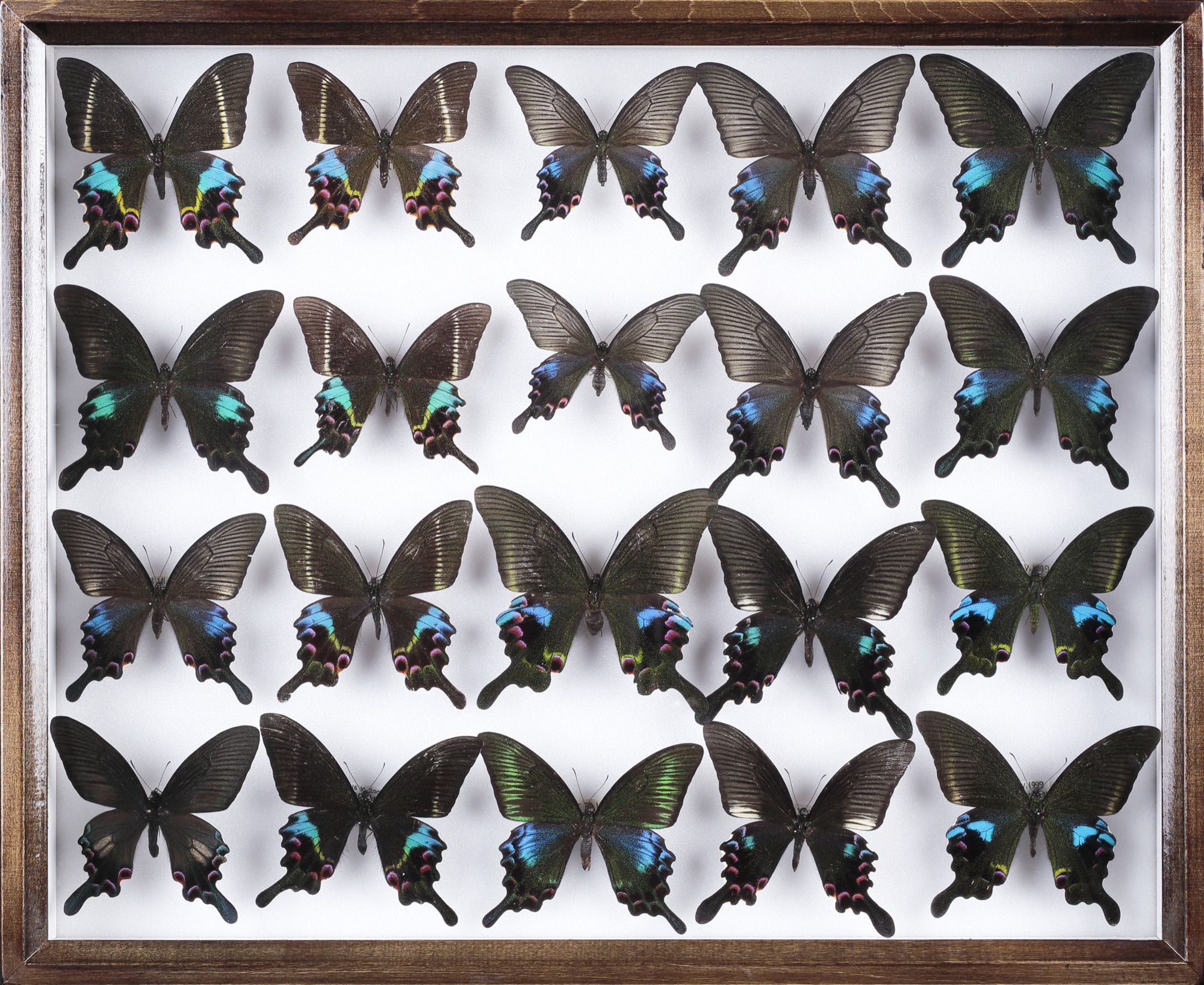 アゲハチョウ | 青山 慎一先生の子ども世界の昆虫館