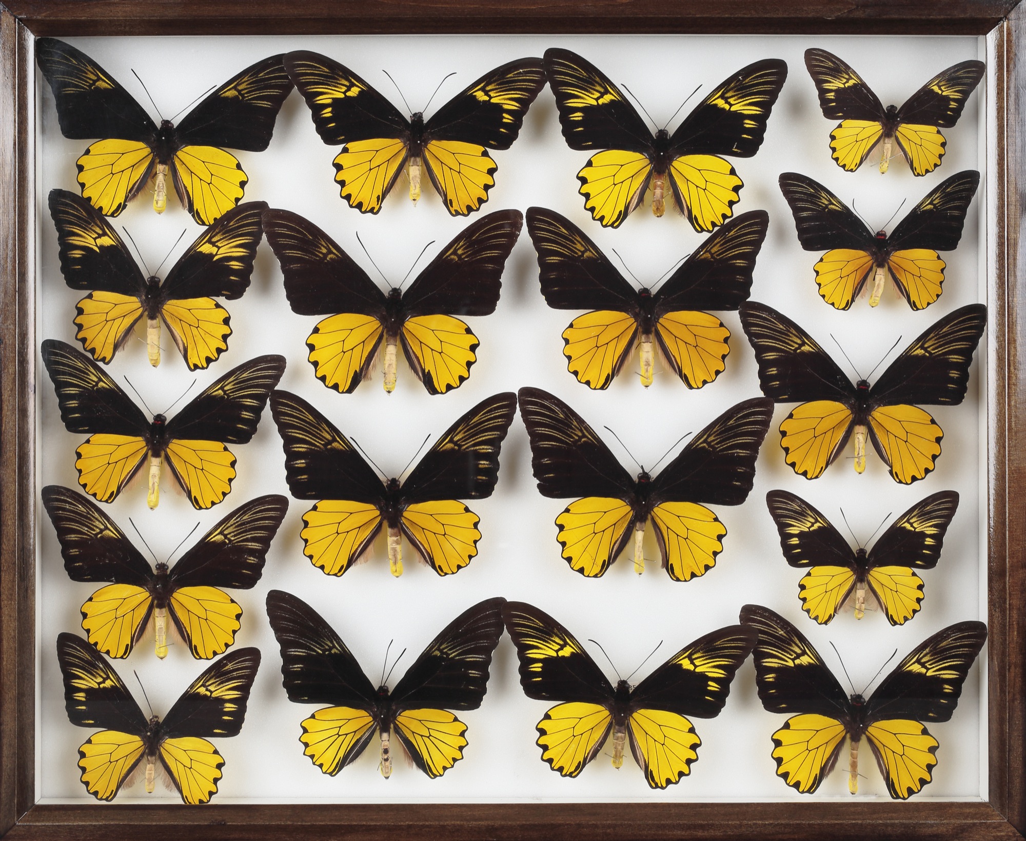 ゲハの 蝶標本 キシタアゲハの王様アンフリサスキシタアゲハ WLvc9