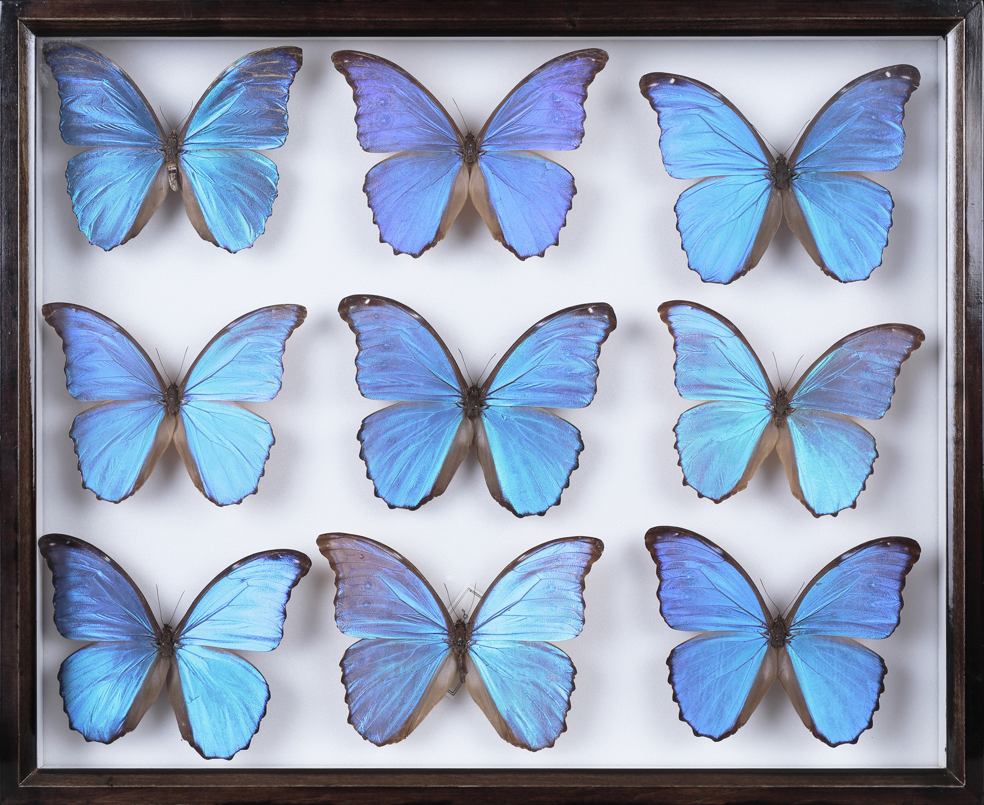外国産蝶標本‼️翔ぶ青の宝石❗世界最美麗キプリスモルフォ