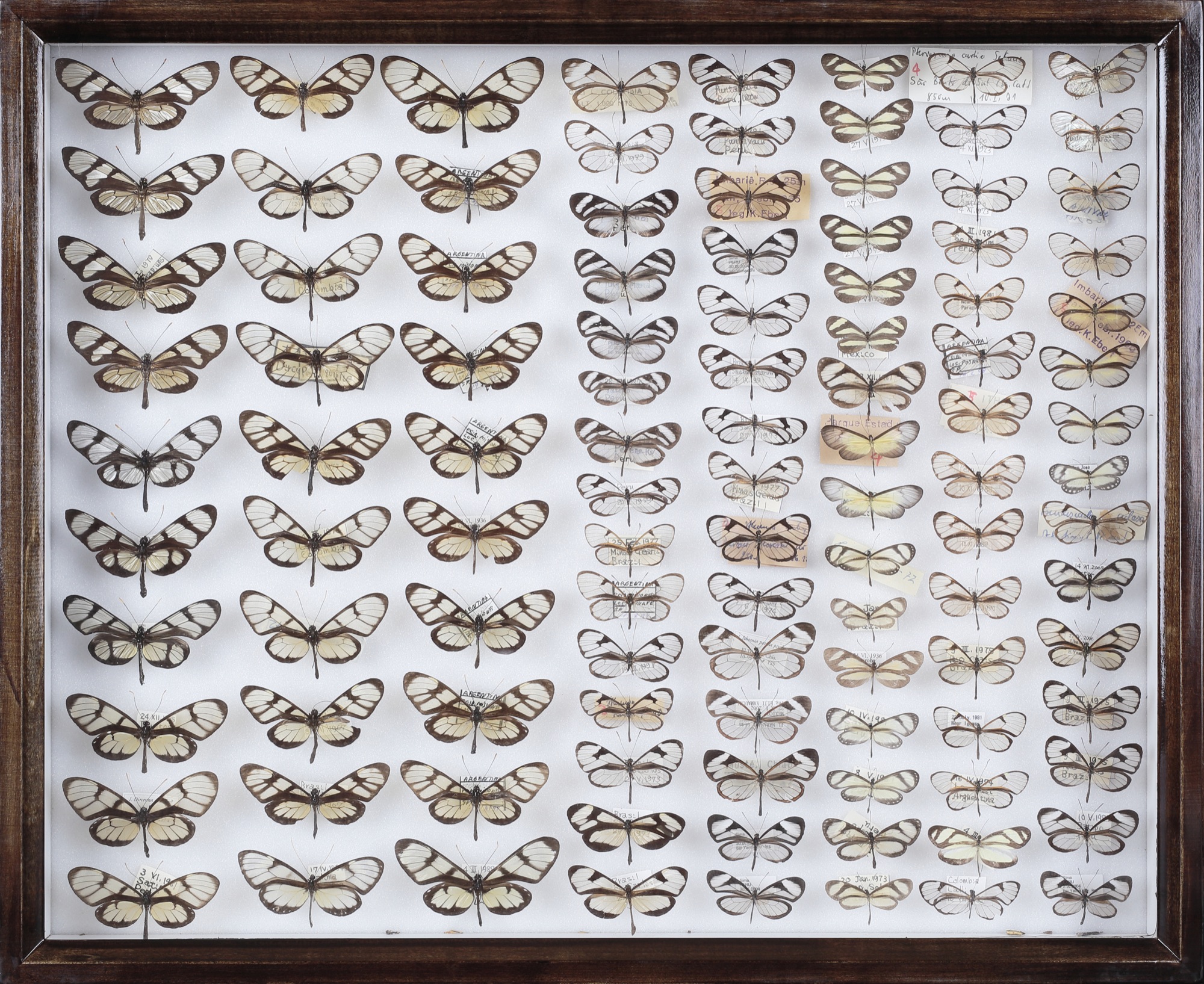 スカシマダラのなかま 青山 慎一先生の子ども世界の昆虫館